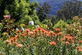 Orange blooming Proteas colorful in garden spring season nature background Royalty Free Stock Photo