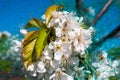 Blooming Prunus avium or red sweet cherries on a branch, Brussels, Belgium