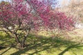 Blooming Prunus mume Beni-chidori Tree