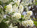 Blooming Prunus padus bird cherry, hackberry, hagberry, or Mayday tree