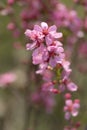 Blooming Prunus tenella speciosa in a garden