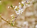 Blooming prunus tree Royalty Free Stock Photo
