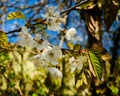Blooming prunus tree detail