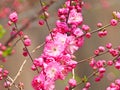 the blooming Prunus triloba