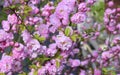 Blooming prunus triloba, sometimes called flowering plum or flowering almond