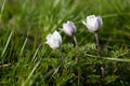 Blooming Pulsatilla alba