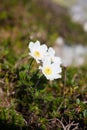 Blooming Pulsatilla alba