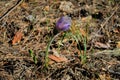 Blooming Pulsatilla patens in the spring forest.