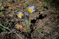 Blooming Pulsatilla patens in the spring forest.
