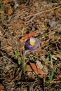 Blooming Pulsatilla patens in the spring forest.