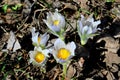 Blooming Pulsatilla patens in the spring forest.