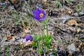 Blooming Pulsatilla patens in the spring forest.