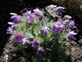 Blooming Pulsatilla in raindrops, spring