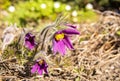 Blooming pulsatilla vulgaris, Marketanpuisto Marketta park