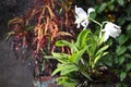 Blooming pure white cattleya orchid in the rain