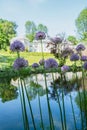 Blooming purple allium flowers in garden Royalty Free Stock Photo