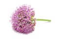 Blooming Purple Allium, onion flower isolated on a white Royalty Free Stock Photo