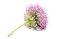 Blooming Purple Allium, onion flower isolated on a white Royalty Free Stock Photo