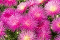 Blooming purple asters