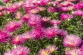 Blooming purple asters