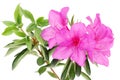 Blooming purple azalea flower Royalty Free Stock Photo