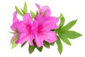 Blooming purple azalea flower Royalty Free Stock Photo