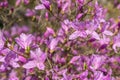 Blooming purple Azalea, a member of the genus Rhododendron, shrub flowers Royalty Free Stock Photo