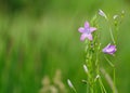 Blooming purple bell flower