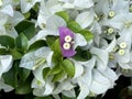 Blooming purple bougainvillea encircle with white bougainvillea flowers, background or wallpaper