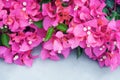 Blooming purple bougainvillea on white, flower