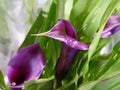 Blooming purple Calla.