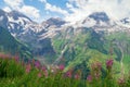 Blooming purple chamaenerion in the Austrian Alps