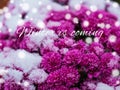 Blooming purple chrysanthemum flowers with fresh white snow. Frozen flowers with frost in the garden. Wintry wallpaper Royalty Free Stock Photo