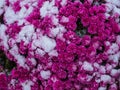 Blooming purple chrysanthemum flowers with fresh white snow. Frozen flowers with frost in the garden. Wintry wallpaper Royalty Free Stock Photo