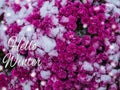 Blooming purple chrysanthemum flowers with fresh white snow. Frozen flowers with frost in the garden. Wintry wallpaper Royalty Free Stock Photo