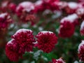 Blooming purple chrysanthemum flowers with fresh white snow. Frozen flowers with frost in the garden. Wintry wallpaper Royalty Free Stock Photo