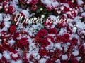 Blooming purple chrysanthemum flowers with fresh white snow. Frozen flowers with frost in the garden. Wintry wallpaper Royalty Free Stock Photo