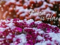 Blooming purple chrysanthemum flowers with fresh white snow. Frozen flowers with frost in the garden. Wintry wallpaper Royalty Free Stock Photo