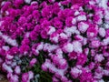 Blooming purple chrysanthemum flowers with fresh white snow. Frozen flowers with frost in the garden. Wintry wallpaper Royalty Free Stock Photo