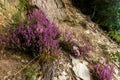 Blooming purple common heather Latin: Calluna vulgaris on the rocky parts in the Ardennes and Eifel park near Bayehon