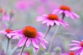 Blooming purple Coneflower - Echinacea purpurea.