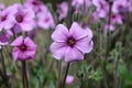 Blooming Purple Cranesbill Geraniums in a Garden Royalty Free Stock Photo