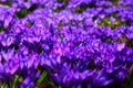 Blooming purple crocus field flowers. Beautiful bright spring background Royalty Free Stock Photo