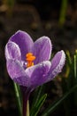 Blooming purple crocus flower on a colorful background macro photography. Royalty Free Stock Photo