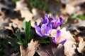 Blooming purple crocus flowers close up, sunny spring day Royalty Free Stock Photo