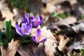 Blooming purple crocus flowers close up, sunny spring day Royalty Free Stock Photo