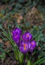 Blooming purple crocus flowers, first spring flowers in the forest