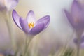 Blooming crocus flowers in a soft focus on a sunny spring day Royalty Free Stock Photo
