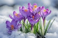 Blooming purple crocuses emerging from under a blanket of melting snow, symbolizing the arrival of early spring