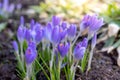 Blooming purple crocuses in springtime garden with soft sunlight Royalty Free Stock Photo